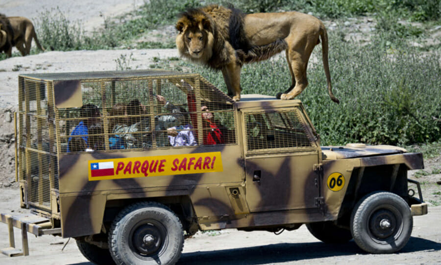 Parque Safari Rancagua: Já pensou em ficar cara a cara com o rei da selva?