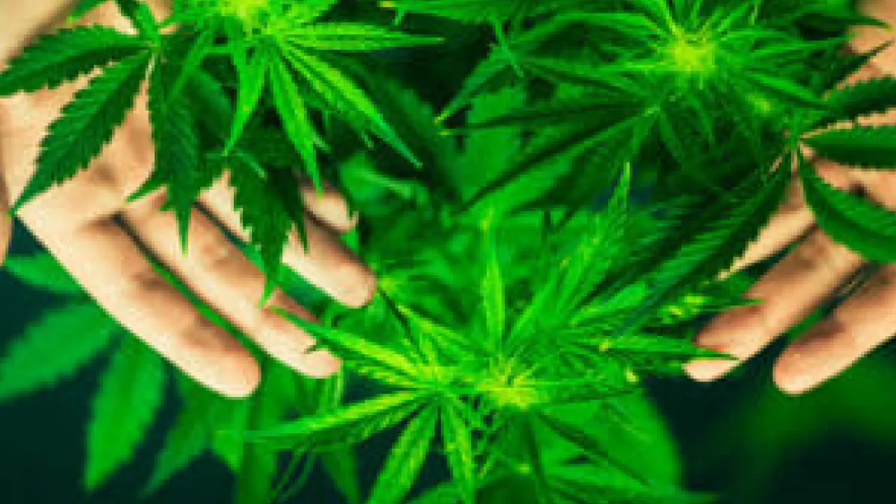 Mãos humanas envolvendo folhas verdes de uma planta de cannabis, com foco nas folhas serrilhadas e na cor vibrante da vegetação.
