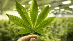 Pessoa segurando uma folha de cannabis com sete pontas em primeiro plano, em meio a uma plantação interna iluminada artificialmente.