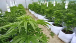 Cultivo de plantas de cannabis em estufa, com vasos brancos organizados em fileiras sobre o solo.