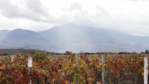 Vinhedo chileno com parreiras em tons outonais e montanhas cobertas por nuvens ao fundo.
