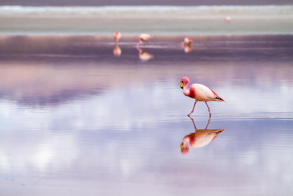 Flamingo rosa no Salar de Uyuni