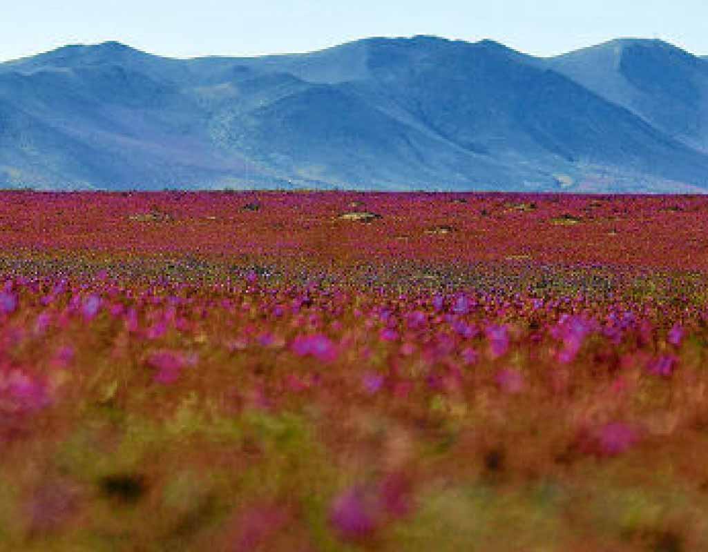 Estações do Ano no Atacama: Outono