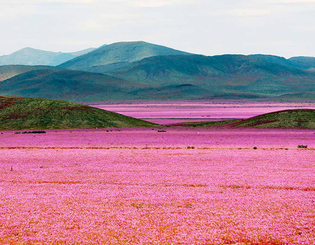 Estações do Ano no Atacama: Primavera