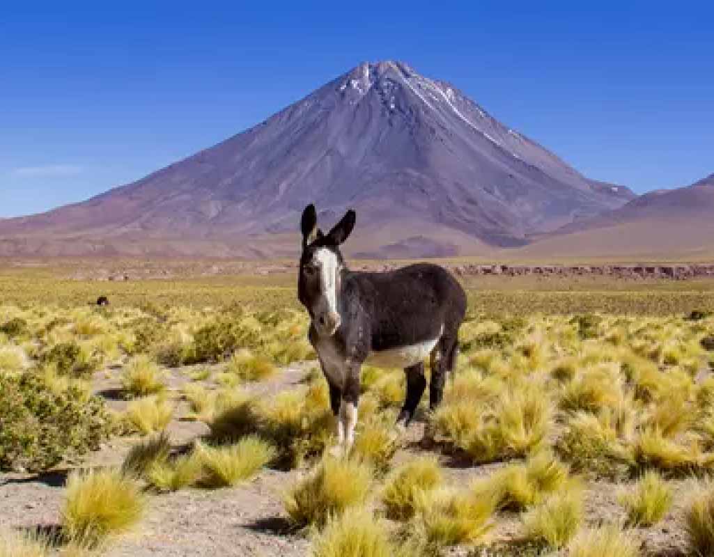 Estações do Ano no Atacama: Quando Ir e o Que Esperar