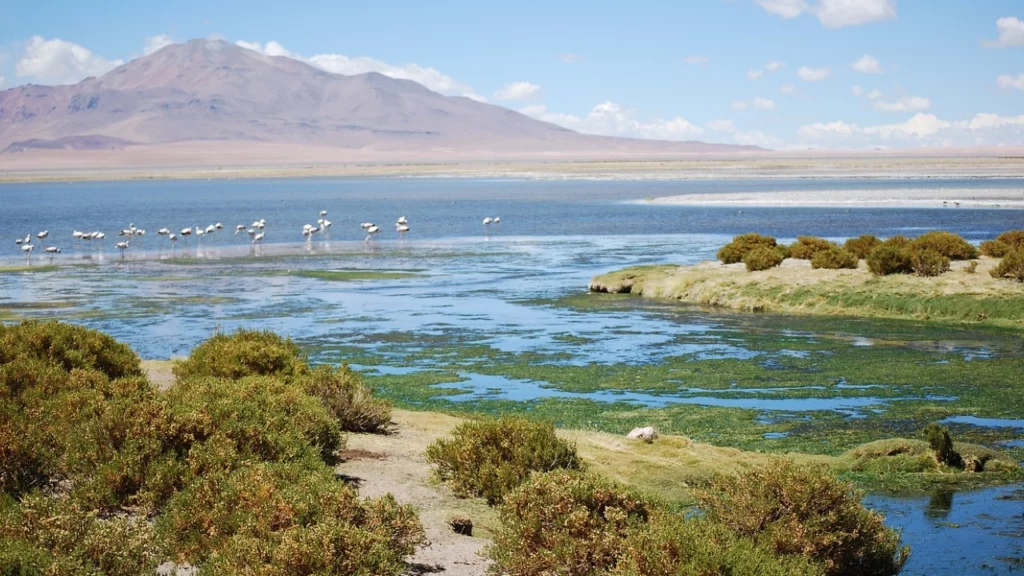 Lagoa em um planalto andino no Chile, com flamingos ao fundo e uma montanha ao longe, em um dia ensolarado.