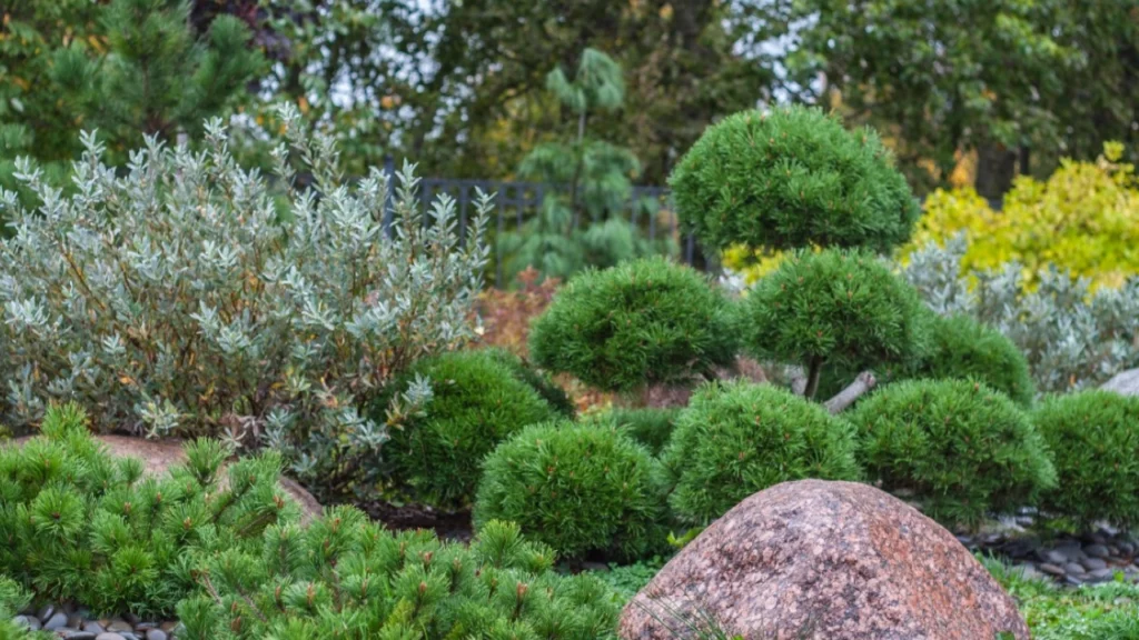 Um jardim harmonioso com arbustos podados, pedras grandes e plantas variadas que criam uma atmosfera relaxante e natural.