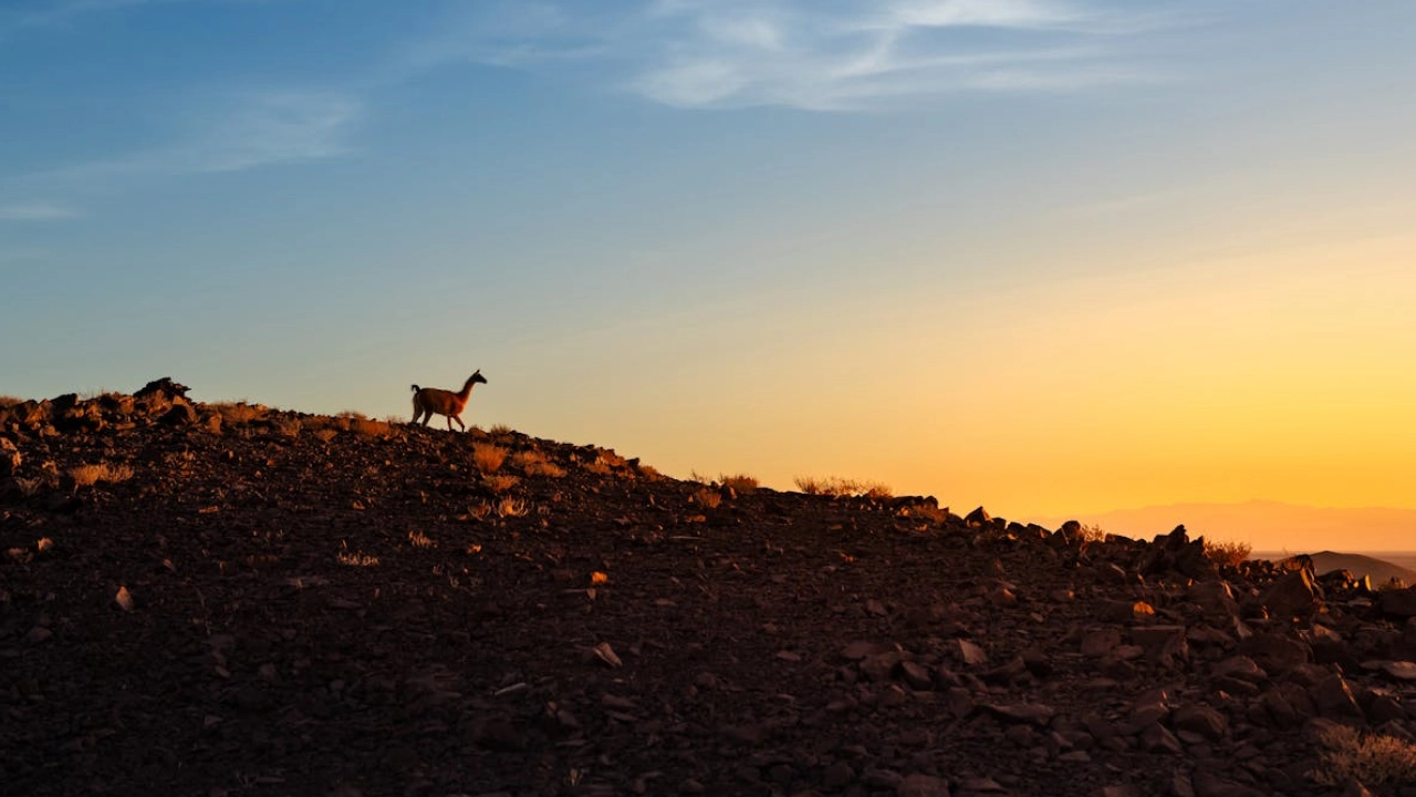 Silhueta de uma lhama no Deserto do Atacama durante um pôr do sol deslumbrante. Uma cena que captura a tranquilidade e a beleza natural da região.