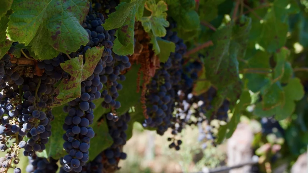 Cacho de uvas maduras pendurado em uma vinícola chilena, destacando a tradição do país na produção de vinhos de alta qualidade.