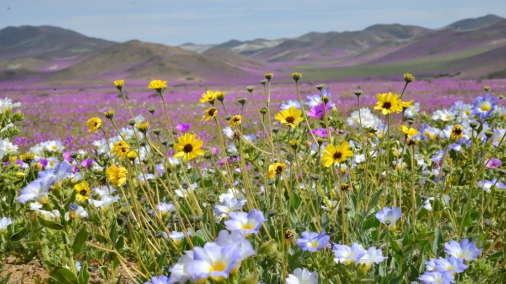 O fenômeno raro do Deserto Florido no Atacama, com flores coloridas cobrindo a paisagem árida, criando um contraste espetacular.