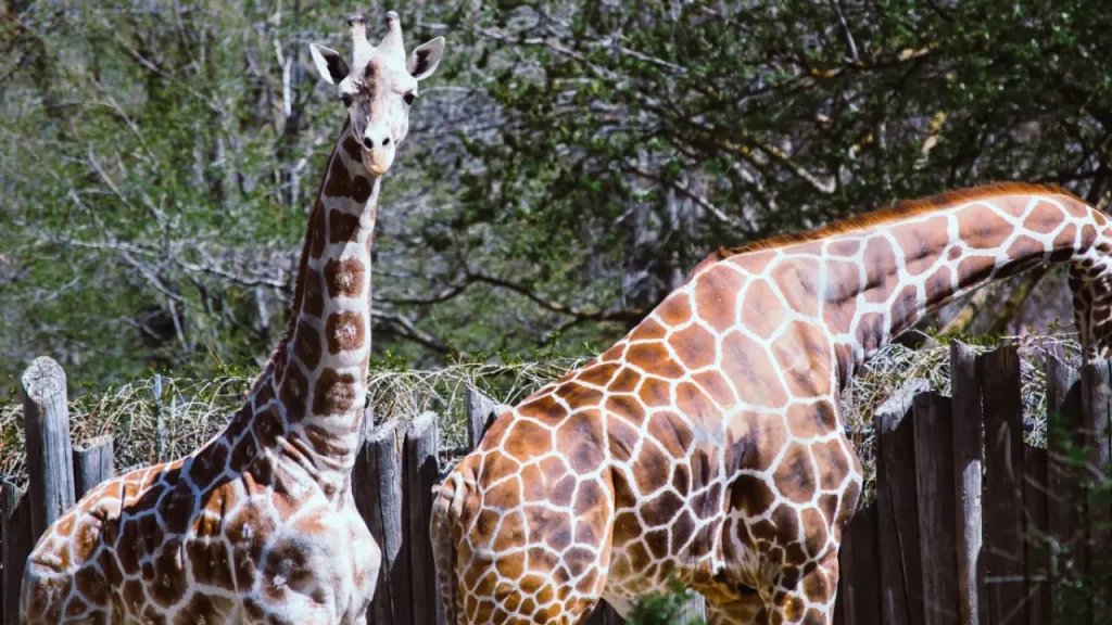 Duas girafas em área cercada do Buin Zoo, com vegetação ao fundo, em um dia ensolarado.