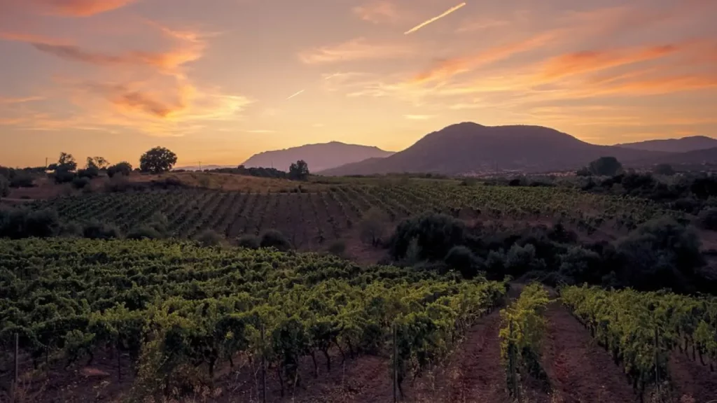 Vinhedos no Vale do Colchagua ao pôr do sol, com céu colorido e montanhas ao fundo.