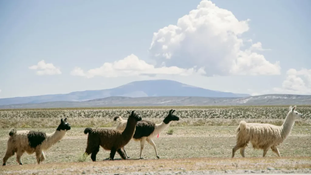 Um grupo de lhamas caminhando pelo deserto do Atacama, com um céu azul claro e montanhas ao fundo.