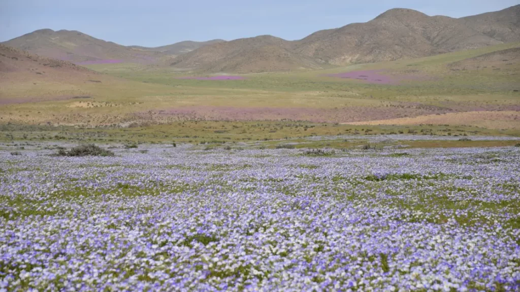 Paisagem ampla do Deserto Florido do Atacama com campos cobertos por flores lilases e montanhas ao fundo.