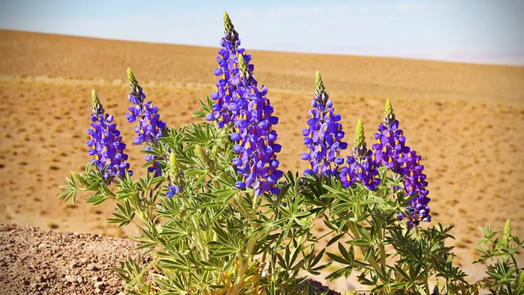 Flores roxas desabrochando no Deserto do Atacama durante o fenômeno do Deserto Florido, com solo árido ao fundo.