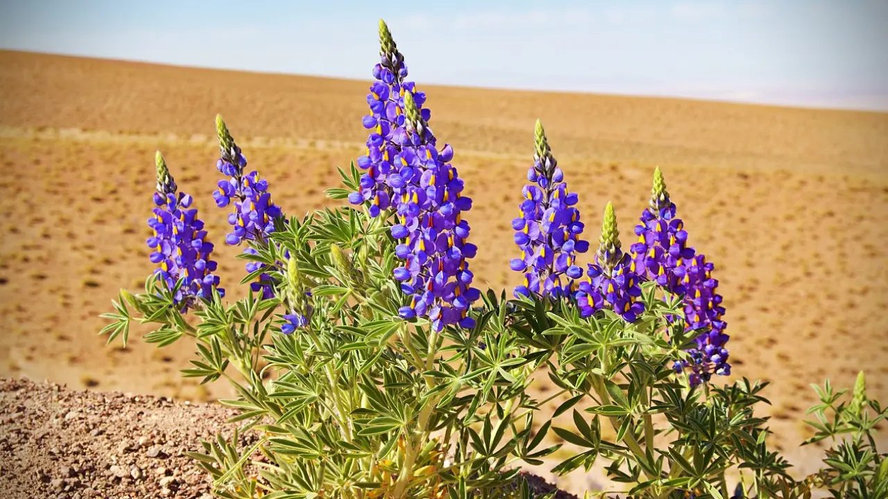 Flores roxas desabrochando no Deserto do Atacama durante o fenômeno do Deserto Florido, com solo árido ao fundo.