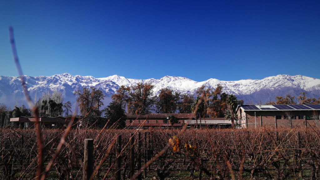 Vinhedo chileno com parreiras secas e montanhas cobertas de neve ao fundo, em dia ensolarado