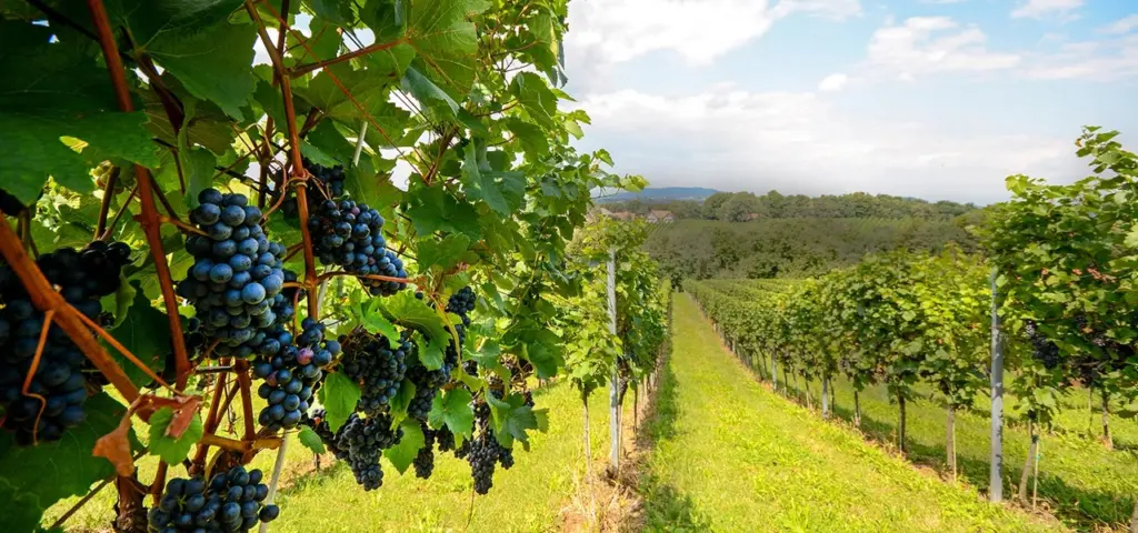 Vinícolas em Santiago