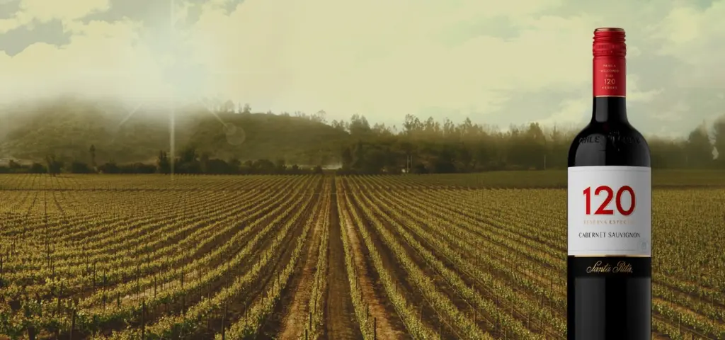 Vinhos chilenos - Cinco rótulos que você deve levar do Chile