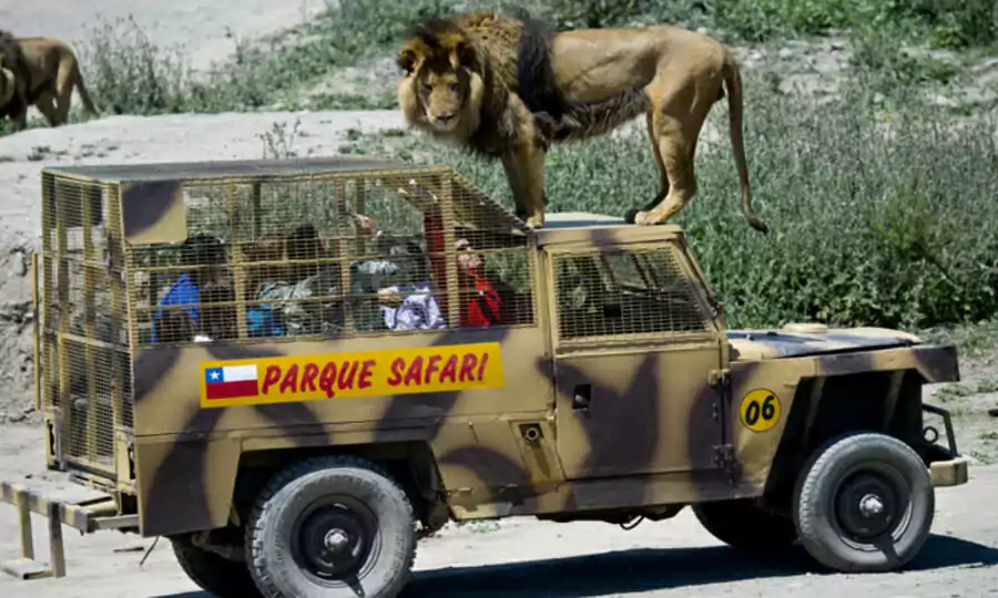 Safari Rancagua