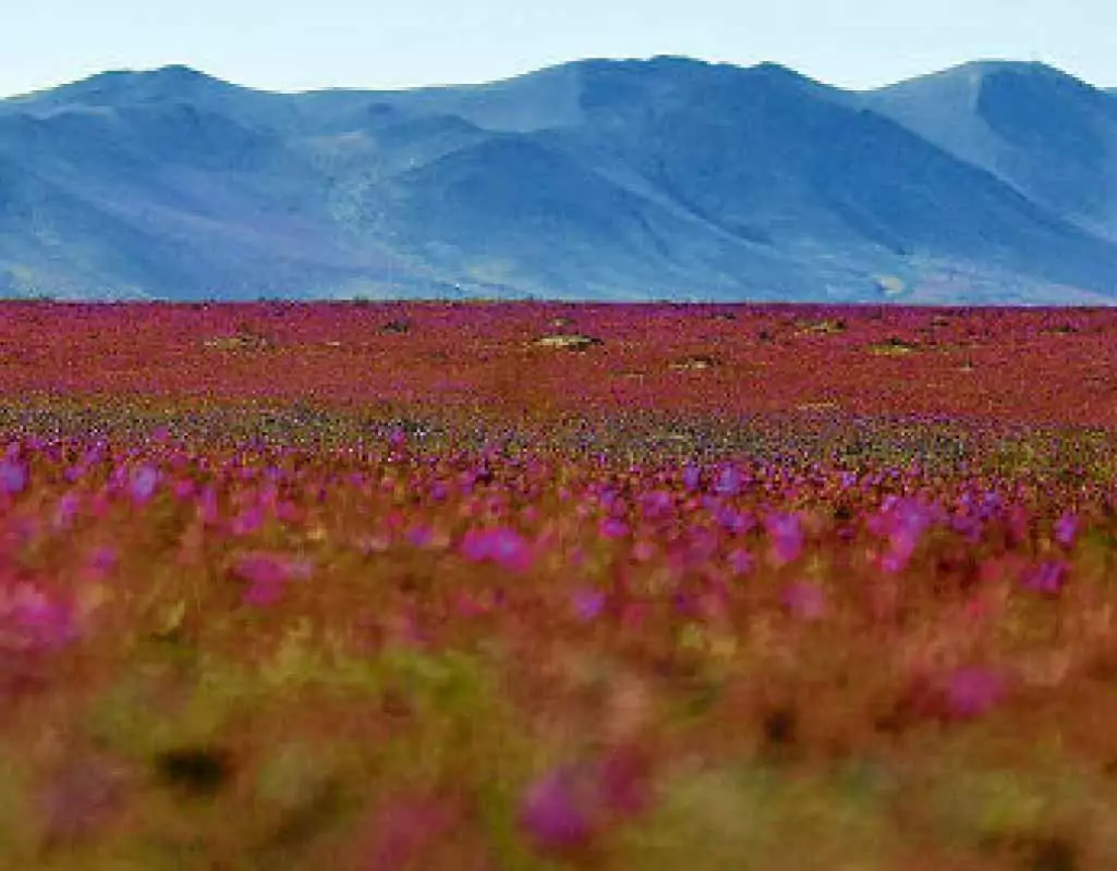 Estações do Ano no Atacama: Outono